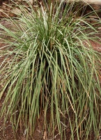 Beargrass (Nolina microcarpa)