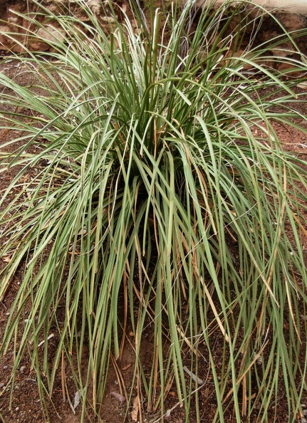 Beargrass (Nolina microcarpa)