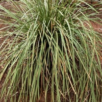Beargrass (<i>Nolina microcarpa</i>)