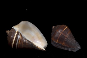 modern sample shell