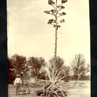 Century Plant