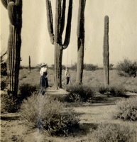 Beneath the Saguaro