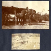 Horses and a Rattlesnake