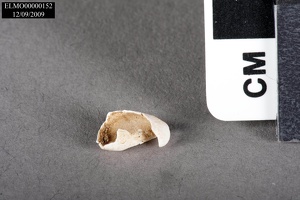 Olivella Shell Bead Fragment