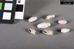 Olivella Shell Beads