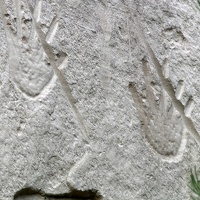 Hands with Incised Grooves