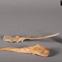 Ulna Awls from Room 8