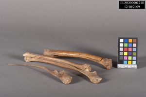 Mammal Bone from Room 8
