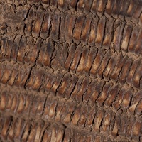 Coiled Basket, Detail