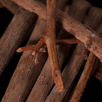 Split-twig Figurine, Detail