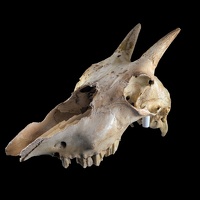 Harrington's Mountain Goat Skull