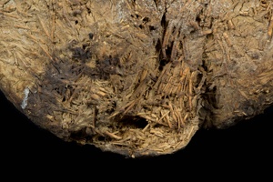 Sloth Dung, Detail