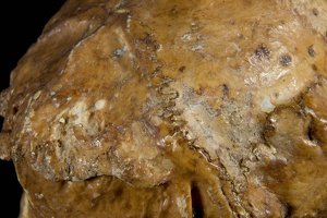 Shasta Ground Sloth Skull, Detail