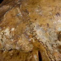 Shasta Ground Sloth Skull, Detail