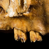 Shasta Ground Sloth Skull, Teeth