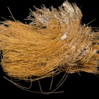 Shasta Ground Sloth Hair