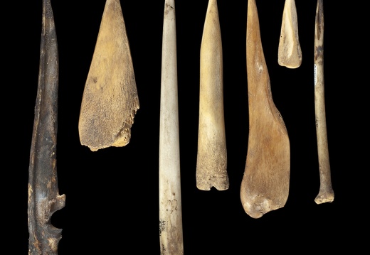 Animal Bone