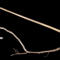 Yucca Needle with Cotton Thread