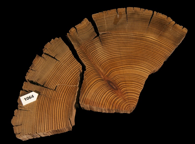 Tree-ring Sample