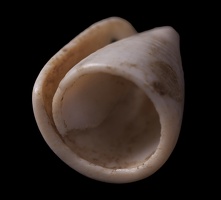Conus Shell Tinkler, Alternate View 2