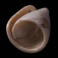 Conus Shell Tinkler, Alternate View 2
