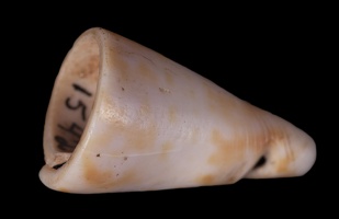 Conus Shell Tinkler