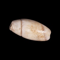 Olivella Shell Bead