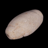 Olivella Shell Bead