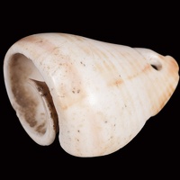 Melongena Shell Pendant