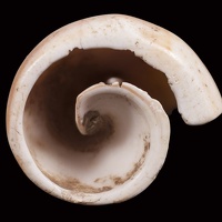 Melongena Shell Pendant, Alternate View