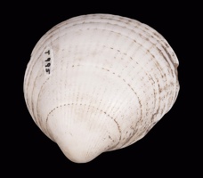 Perforated Glycymeris Shell