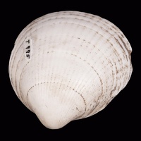 Perforated Glycymeris Shell