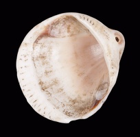 Perforated Glycymeris Shell, Alternate View