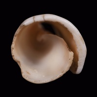 Conus Shell Tinkler, Alternate View