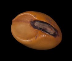 Canavalia Bean