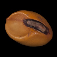 Canavalia Bean