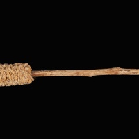 Corn Cob on a Stick