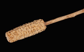 Corn Cob on a Stick, Close-up