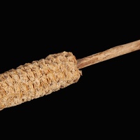 Corn Cob on a Stick, Close-up