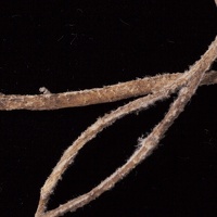 Leather Cord, Detail