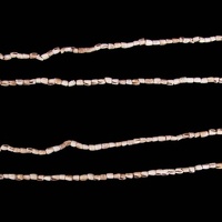 Olivella Shell Necklace
