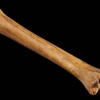Artiodactyl Bone