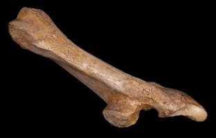 Mule Deer Bone