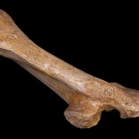 Mule Deer Bone
