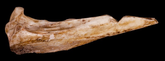 Unworked Rabbit Bone