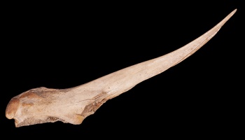 Bone Awl