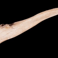 Deer Bone Awl