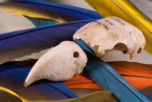 Macaw Skull