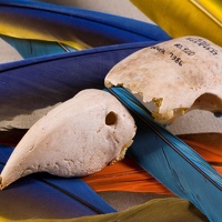 Macaw Skull