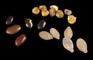 Prehistoric Corn, Beans, and Squash